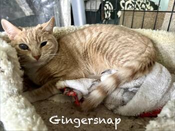 American Shorthair and Tabby Cats Available for Adoption - Gingersnap | PetCurious