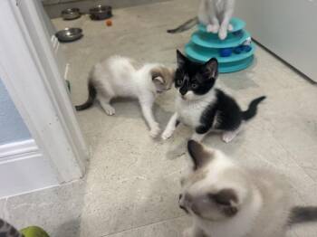 Hello Panda -  Domestic Short Hair Cat for Adoption in Austin, Texas - Hello Panda | PetCurious