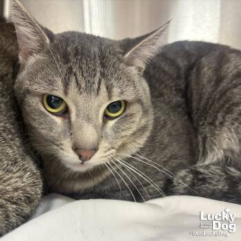 Domestic Short Hair Cats Available for Adoption in Washington, District Of Columbia - Hank | PetCurious
