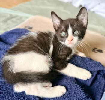 Stanley -  Domestic Short Hair Cat for Adoption in West Palm Beach, Florida - Stanley | PetCurious