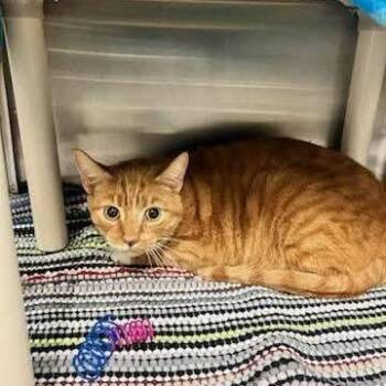 Domestic Short Hair Cats Available for Adoption - Harold | PetCurious