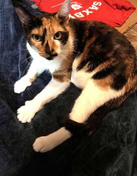 Luke Chan -  Domestic Short Hair Cat for Adoption in Philadelphia, Pennsylvania - Luke Chan | PetCurious