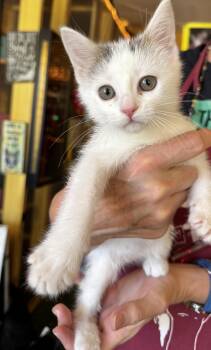 Rescue Domestic Short Hair Cats for Adoption in Memphis, Tennessee - Mousie | PetCurious