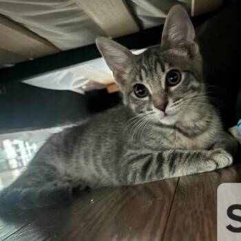 Shrimp -  Domestic Short Hair Cat for Adoption in Westminster, California - Shrimp | PetCurious
