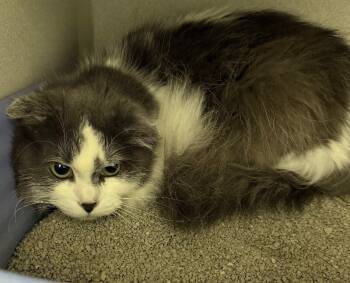 Rescue Domestic Long Hair Cats for Adoption in Osseo, Michigan - Macaw | PetCurious