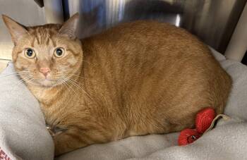 Tex -  Tabby Cat for Adoption in Cobourg, Ontario - Tex | PetCurious