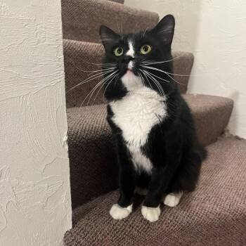 Percy -  Domestic Medium Hair Cat for Adoption in Wakefield, Massachusetts - Percy | PetCurious