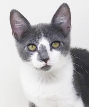 Gary is simply the GREATEST -  Turkish Van and Russian Blue Cat for Adoption in Bedford Hills, New York - Gary Is Simply The GREATEST | PetCurious