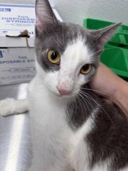 Tater Tot -  Domestic Short Hair Cat for Adoption in West Chester, Pennsylvania - Tater Tot | PetCurious