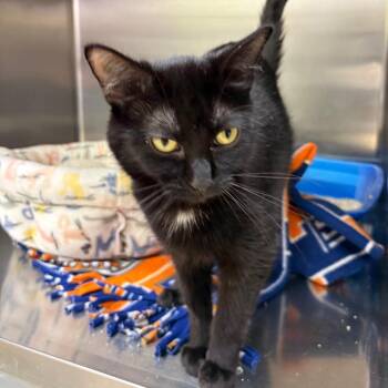 Blair -  Domestic Short Hair Cat for Adoption in Springfield, Illinois - Blair | PetCurious