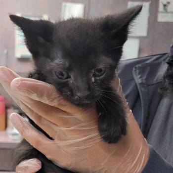 Speck -  Domestic Short Hair Cat for Adoption in Newark, New Jersey - Speck | PetCurious