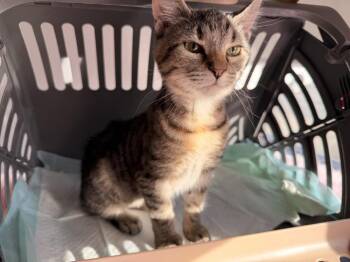 Domestic Short Hair Cats Available for Adoption - **Cat Cafe** Opal 2 | PetCurious