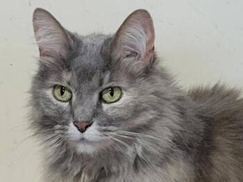 Shadow -  Domestic Long Hair Cat for Adoption in Portland, Oregon - Shadow | PetCurious