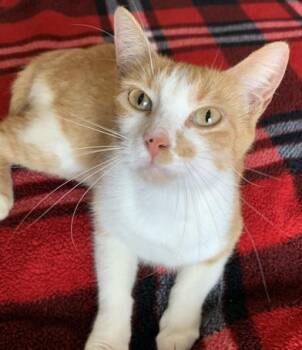 Sahara -  Domestic Short Hair Cat for Adoption in Liverpool, Texas - Sahara | PetCurious
