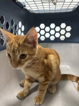 Philly 1210-26 -  Domestic Short Hair Cat for Adoption in Cumming, Georgia - Philly 1210-26 | PetCurious