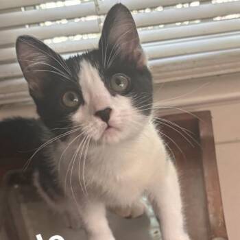 Chai -  Domestic Short Hair Cat for Adoption in Kerrville, Texas - Chai | PetCurious