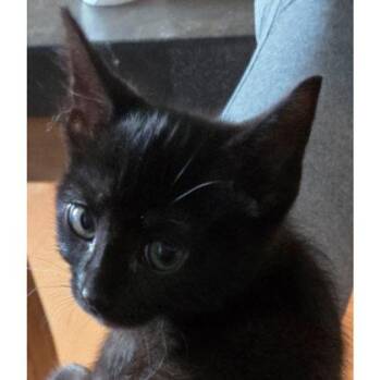 Oscar Everett, adopt with Teddy and Muffy -  Domestic Short Hair Cat for Adoption in Hudson, Massachusetts - Oscar Everett, Adopt With Teddy And Muffy | PetCurious