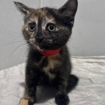 Cutie-pie -  Domestic Short Hair Cat for Adoption in Tampa, Florida - Cutie-pie | PetCurious