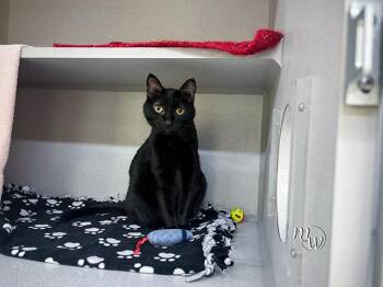 CHLOE -  Domestic Short Hair Cat for Adoption in Omaha, Nebraska - CHLOE | PetCurious