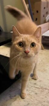 Cupcake -  Domestic Short Hair Cat for Adoption in Rowlett, Texas - Cupcake | PetCurious