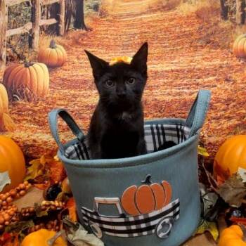 Rescue Domestic Short Hair Cats for Adoption in Tipton, Indiana - Millie | PetCurious