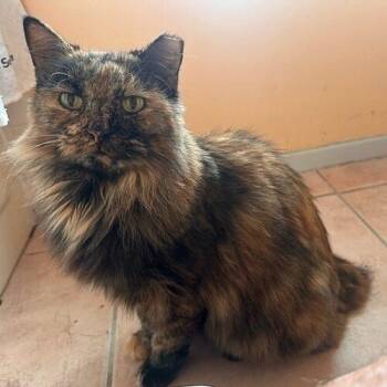 Short Tail -  Domestic Short Hair Cat for Adoption in Tampa, Florida - Short Tail | PetCurious