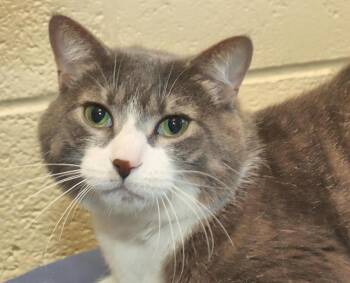 Frosty -  Domestic Short Hair Cat for Adoption in Euclid, Ohio - Frosty | PetCurious