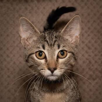 Axel -  Domestic Short Hair Cat for Adoption in Santa Fe, Texas - Axel | PetCurious