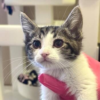 Jordan -  Domestic Short Hair Cat for Adoption in Walnut Creek, California - Jordan | PetCurious