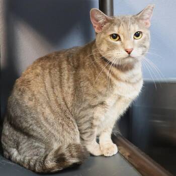Domestic Short Hair Cats Available for Adoption - Callie | PetCurious