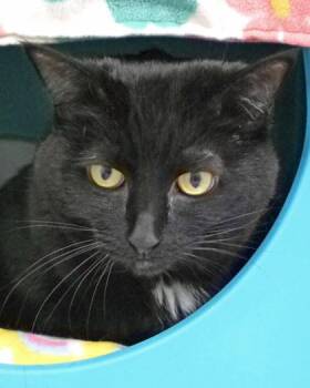 Cinder -  Domestic Short Hair Cat for Adoption in Fishers, Indiana - Cinder | PetCurious