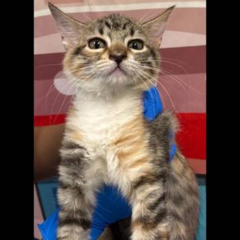 Frida -  Domestic Short Hair Cat for Adoption in Midland, Texas - Frida | PetCurious