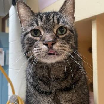 Bosley -  Domestic Short Hair Cat for Adoption in Swanzey, New Hampshire - Bosley | PetCurious