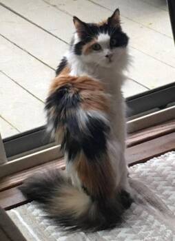 SR PENNY (aka MAMA)  (FIV+) -  Domestic Long Hair Cat for Adoption in Southbury, Connecticut - SR PENNY (aka MAMA)  (FIV+) | PetCurious