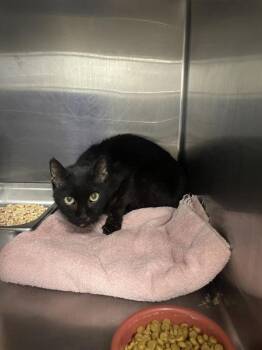 Grim -  Domestic Short Hair Cat for Adoption in Salt Lake City, Utah - Grim | PetCurious