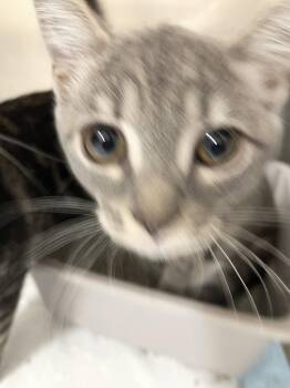 Domestic Short Hair Cats Available for Adoption - Dior11715A | PetCurious