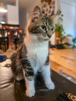 Sonia Benezra -  Domestic Short Hair Cat for Adoption in Montreal, Quebec - Sonia Benezra | PetCurious