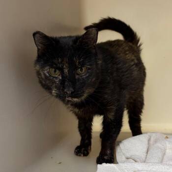 Bernice -  Domestic Short Hair Cat for Adoption in Harrisonburg, Virginia - Bernice | PetCurious