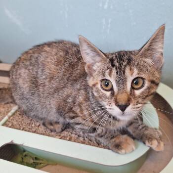 Tonya -  Domestic Short Hair Cat for Adoption in Attica, New York - Tonya | PetCurious