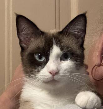Rescue Snowshoe Cats for Adoption in Fairfield, Iowa - Ellie | PetCurious