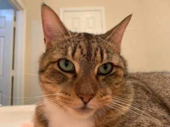 Rescue Domestic Short Hair Cats for Adoption in Houston, Texas - WILSON | PetCurious