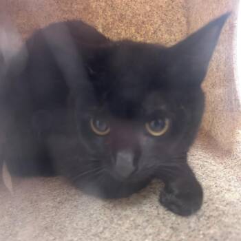 Domestic Short Hair Cats Available for Adoption in Philadelphia, Pennsylvania - Mills | PetCurious