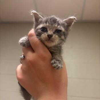 Thorn -  Domestic Short Hair Cat for Adoption in Bristol, Indiana - Thorn | PetCurious