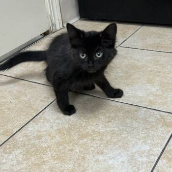 Rescue Domestic Short Hair Cats for Adoption in Pekin, Illinois - Mist | PetCurious