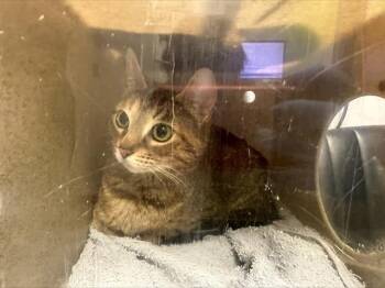 KIKI-MOM -  Domestic Short Hair Cat for Adoption in Kent, Washington - KIKI-MOM | PetCurious