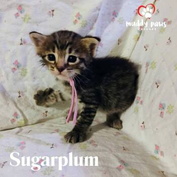 Rescue Domestic Short Hair and Tabby Cats for Adoption in Council Bluffs, Iowa - Pumpy-Umpy-Umpkin Litter: Sugarplum | PetCurious
