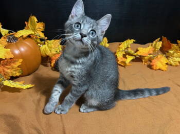 Rescue Tabby and Domestic Short Hair Cats for Adoption in Fayetteville, Georgia - Bubbles | PetCurious