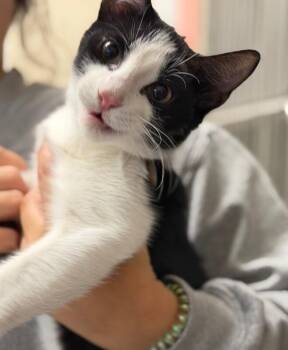 OREO -  Domestic Short Hair Cat for Adoption in Burgaw, North Carolina - OREO | PetCurious