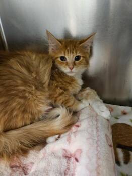 Domestic Short Hair Cats Available for Adoption - Nutmeg (New Salem) | PetCurious