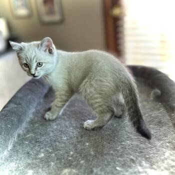 Rescue Siamese Cats for Adoption in Fort Worth, Texas - Boo | PetCurious